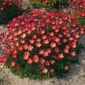 Saxifraga (A) 'Peter Pan' geen maat specificatie 0,55L/P9cm - afbeelding 9