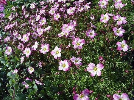 Saxifraga (A) 'Peter Pan' geen maat specificatie 0,55L/P9cm - afbeelding 2