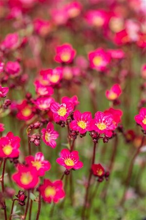 Saxifraga (A) 'Peter Pan' geen maat specificatie 0,55L/P9cm - afbeelding 3