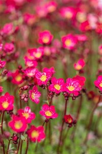 Saxifraga (A) 'Peter Pan' geen maat specificatie 0,55L/P9cm - afbeelding 3