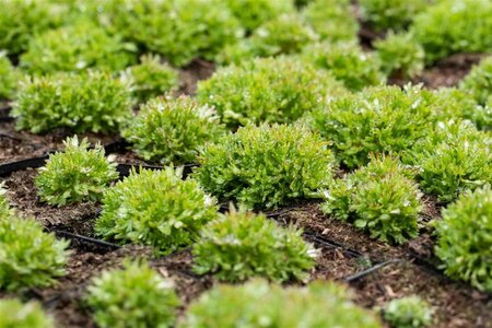 Saxifraga (A) 'Peter Pan' geen maat specificatie 0,55L/P9cm - afbeelding 4