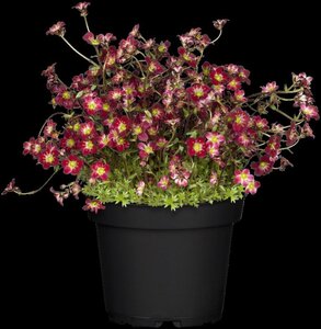 Saxifraga (A) 'Peter Pan' geen maat specificatie 0,55L/P9cm - afbeelding 5