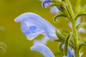 Salvia pratensis geen maat specificatie 0,55L/P9cm