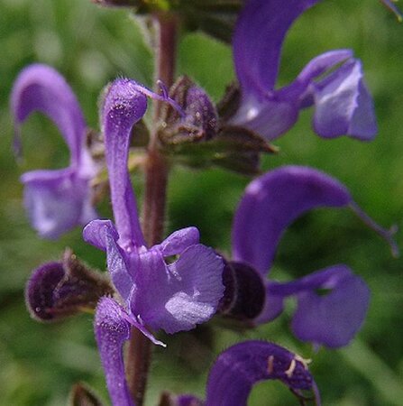 Salvia pratensis geen maat specificatie 0,55L/P9cm - afbeelding 8