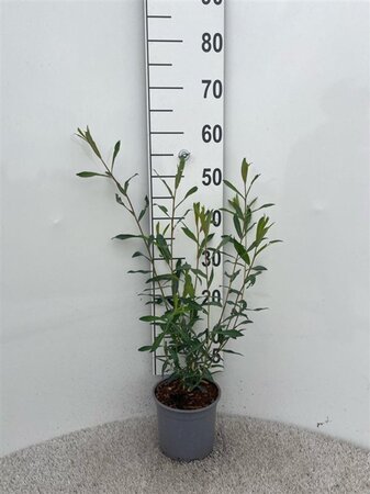 Salix purpurea 40-60 cm cont. 2,0L
