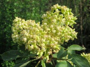 Sambucus racemosa 80-100 cm wortelgoed struik - afbeelding 2