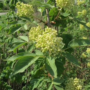 Sambucus racemosa 80-100 cm wortelgoed struik - afbeelding 3
