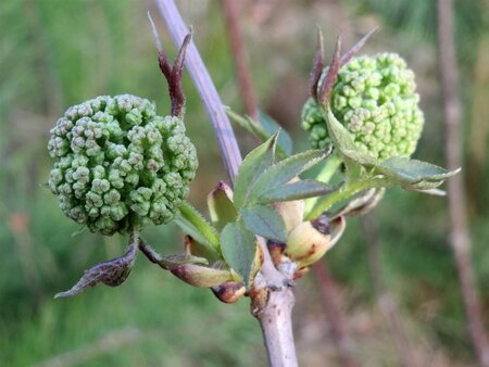 Sambucus racemosa 80-100 cm wortelgoed struik - afbeelding 4