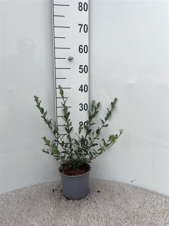 Salix repens 30-40 cm cont. 2,0L