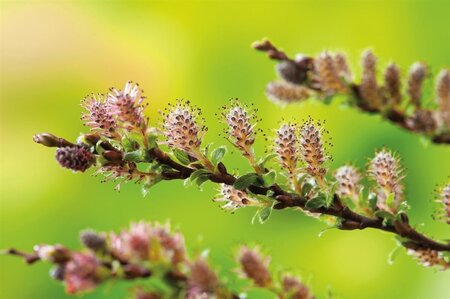 Salix repens 60-100 cm wortelgoed struik - afbeelding 2