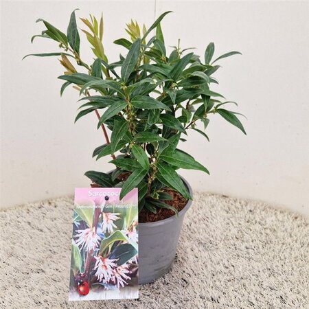 Sarcococca h. Winter Gem 20-25 cm cont. 2,5L - afbeelding 1