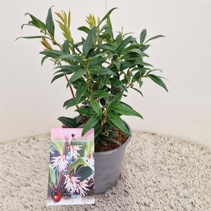 Sarcococca h. Winter Gem 20-25 cm cont. 2,5L - afbeelding 1