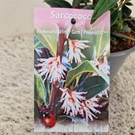 Sarcococca h. Winter Gem 20-25 cm cont. 2,5L - afbeelding 2