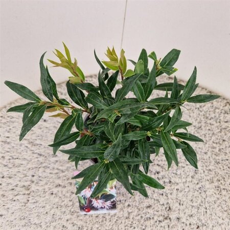 Sarcococca h. Winter Gem 20-25 cm cont. 2,5L - afbeelding 3