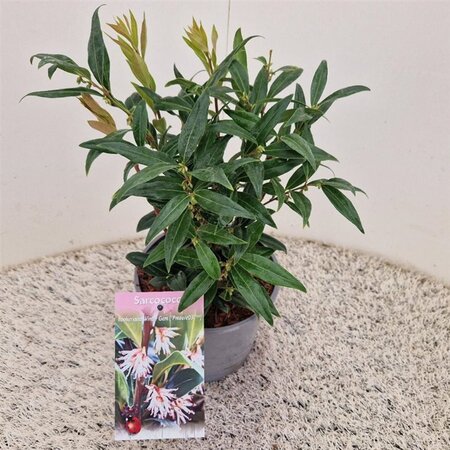 Sarcococca h. Winter Gem 20-25 cm cont. 2,5L - afbeelding 4