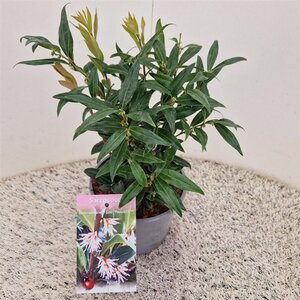 Sarcococca h. Winter Gem 20-25 cm cont. 2,5L - afbeelding 4