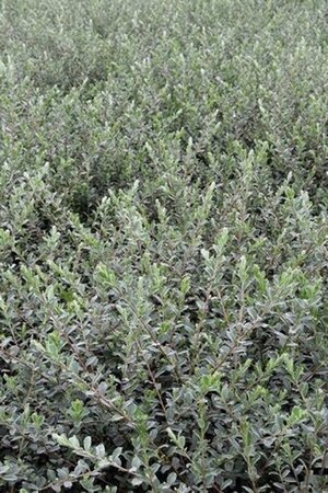 Salix repens nitida 60-80 cm wortelgoed struik - afbeelding 1