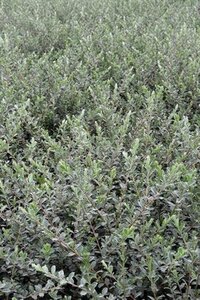 Salix repens nitida 60-80 cm wortelgoed struik - afbeelding 1
