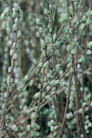 Salix repens nitida 60-80 cm wortelgoed struik - afbeelding 2