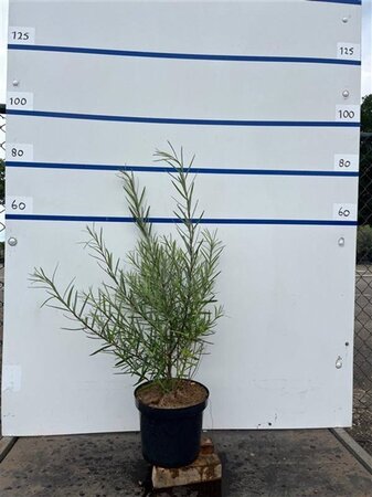 Salix rosmarinifolia 60-80 cm cont. 7,5L