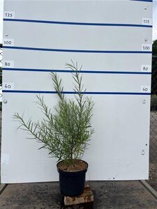 Salix rosmarinifolia 60-80 cm cont. 7,5L