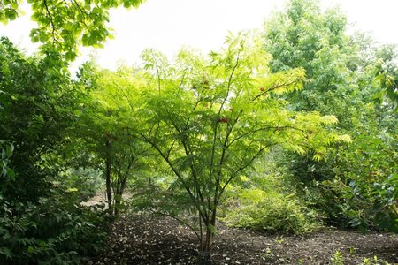 Sambucus racemosa 'Plumosa Aurea' 60-80 cm cont. 15L - afbeelding 2