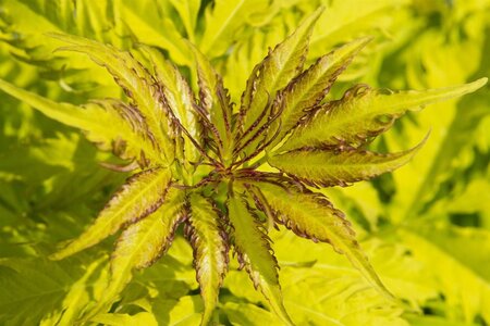 Sambucus racemosa 'Plumosa Aurea' 60-80 cm wortelgoed struik - afbeelding 1