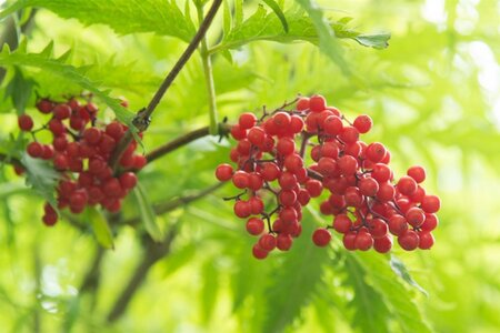 Sambucus racemosa 'Plumosa Aurea' 60-80 cm wortelgoed struik - afbeelding 4
