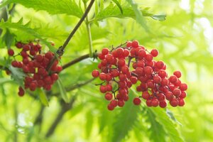 Sambucus racemosa 'Plumosa Aurea' 60-80 cm wortelgoed struik - afbeelding 4