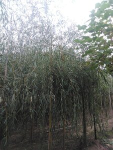Salix sepulcralis 'Chrysocoma' 14-16 Hoogstam draadkluit 2 X verplant - afbeelding 2