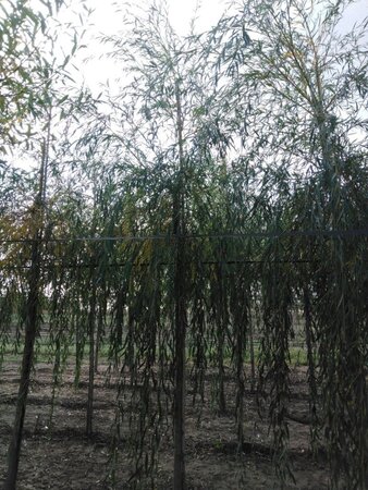 Salix sepulcralis 'Chrysocoma' 18-20 Hoogstam draadkluit 3 X verplant - afbeelding 2