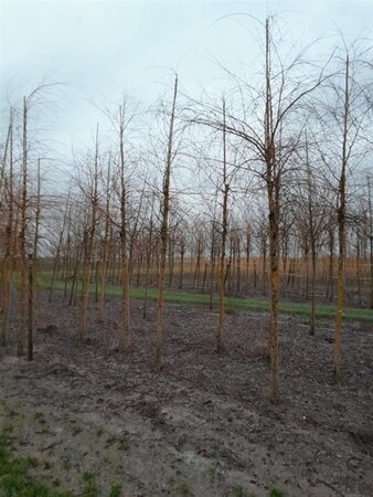 Salix sepulcralis 'Chrysocoma' 18-20 Hoogstam draadkluit 3 X verplant - afbeelding 3