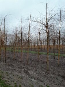 Salix sepulcralis 'Chrysocoma' 18-20 Hoogstam draadkluit 3 X verplant - afbeelding 3