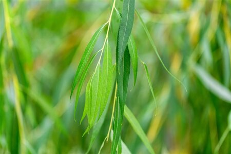 Salix sepulcralis 'Chrysocoma' 18-20 Hoogstam draadkluit 3 X verplant - afbeelding 1