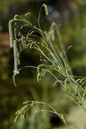 Sanguisorba tenuifolia alba geen maat specificatie 0,55L/P9cm - afbeelding 1