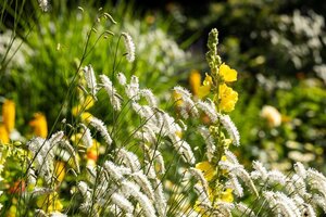 Sanguisorba tenuifolia alba geen maat specificatie 0,55L/P9cm - afbeelding 2