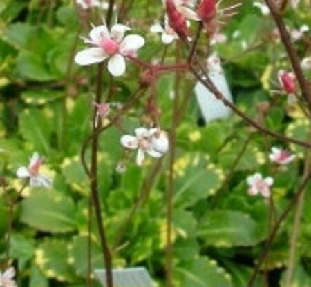Saxifraga u. 'Variegata' geen maat specificatie 0,55L/P9cm - afbeelding 1