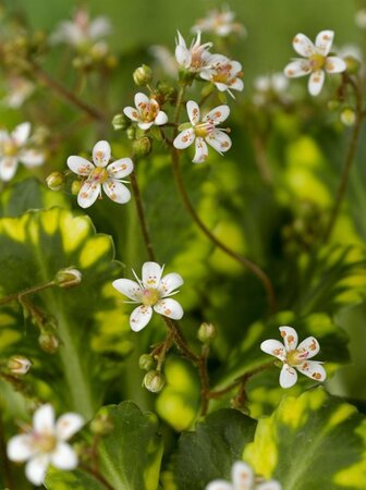 Saxifraga u. 'Variegata' geen maat specificatie 0,55L/P9cm - afbeelding 2