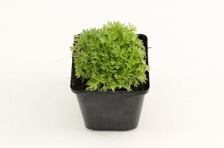 Saxifraga (A) 'Purpurteppich' geen maat specificatie 0,55L/P9cm - afbeelding 5
