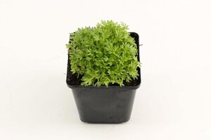 Saxifraga (A) 'Purpurteppich' geen maat specificatie 0,55L/P9cm - afbeelding 5