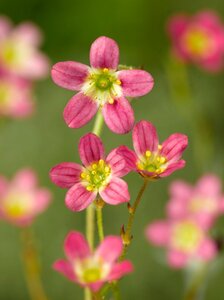 Saxifraga (A) 'Purpurteppich' geen maat specificatie 0,55L/P9cm - afbeelding 2