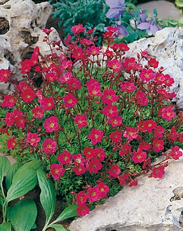 Saxifraga (A) 'Purpurteppich' geen maat specificatie 0,55L/P9cm - afbeelding 3