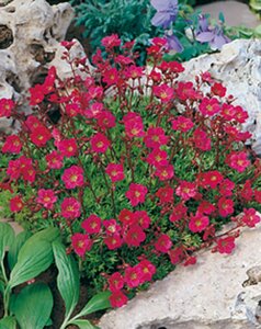 Saxifraga (A) 'Purpurteppich' geen maat specificatie 0,55L/P9cm - afbeelding 3