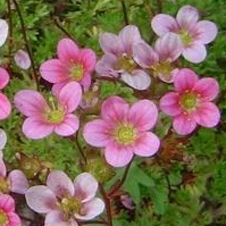 Saxifraga (A) 'Purpurteppich' geen maat specificatie 0,55L/P9cm - afbeelding 4