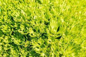 Saxifraga (A) 'Purpurteppich' geen maat specificatie 0,55L/P9cm