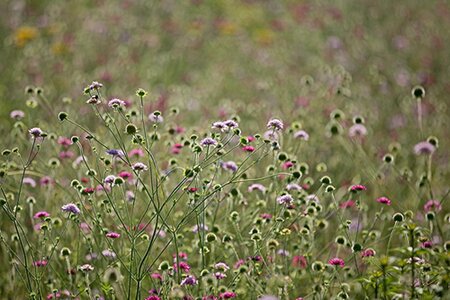 Scabiosa columbaria geen maat specificatie 0,55L/P9cm - afbeelding 4