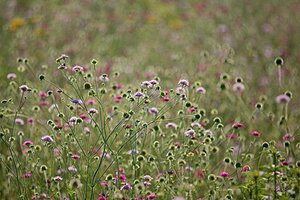 Scabiosa columbaria geen maat specificatie 0,55L/P9cm - afbeelding 4