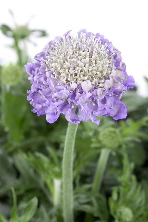Scabiosa columbaria geen maat specificatie 0,55L/P9cm - afbeelding 2