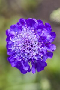 Scabiosa columbaria geen maat specificatie 0,55L/P9cm - afbeelding 3