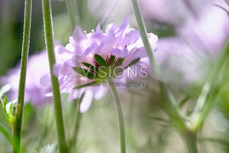 Scabiosa columbaria geen maat specificatie 0,55L/P9cm - afbeelding 5